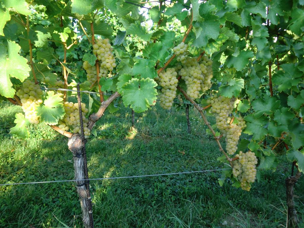 Zweytick Gaestezimmer Weingut Ratsch an der Weinstrasse Luaran gambar
