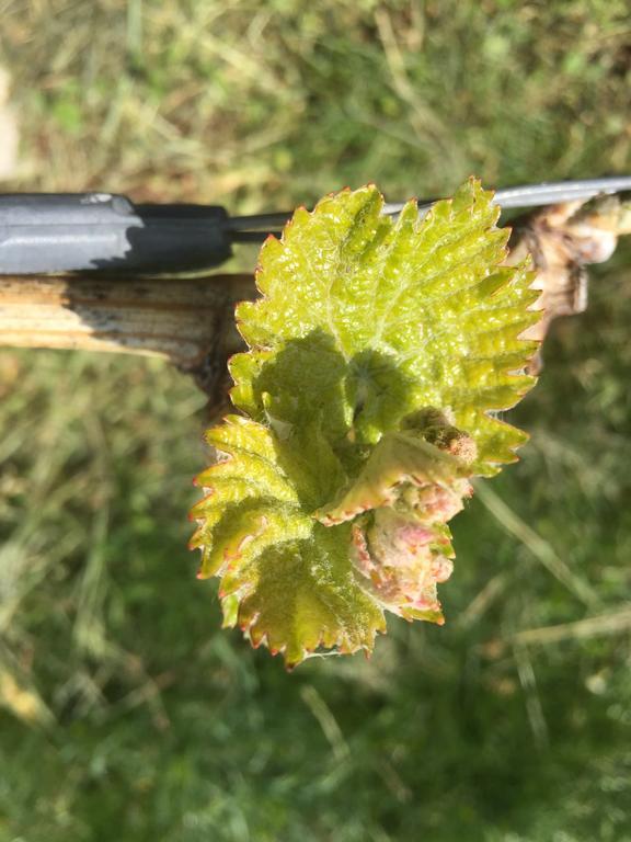 Zweytick Gaestezimmer Weingut Ratsch an der Weinstrasse Luaran gambar