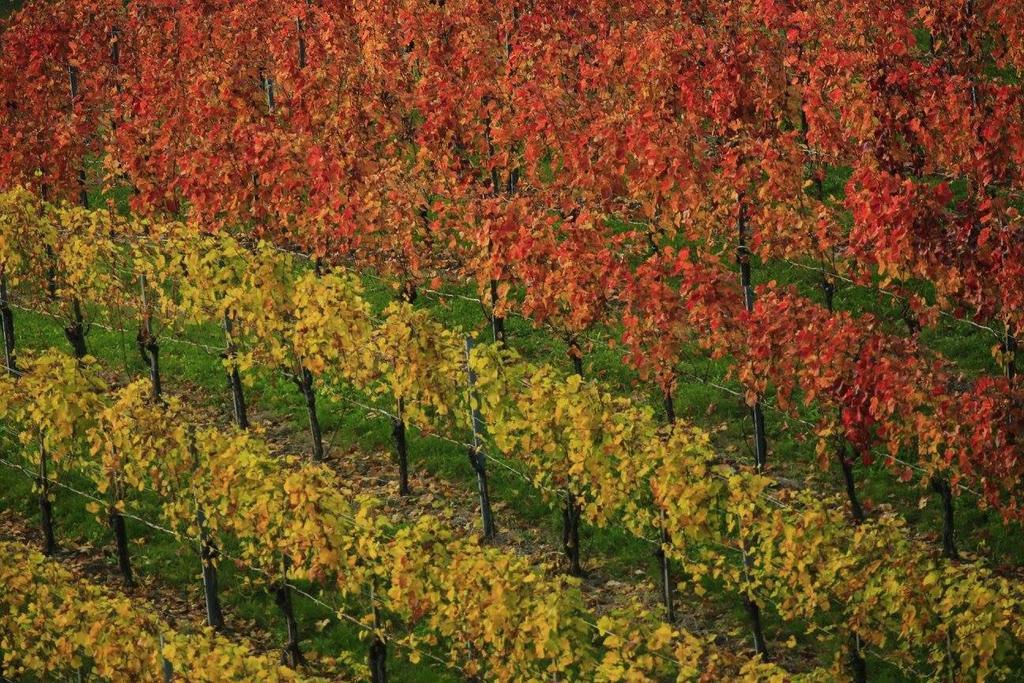 Zweytick Gaestezimmer Weingut Ratsch an der Weinstrasse Luaran gambar