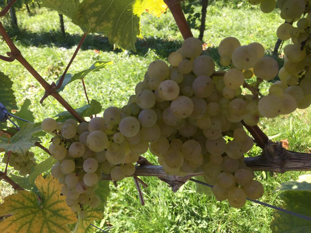 Zweytick Gaestezimmer Weingut Ratsch an der Weinstrasse Luaran gambar